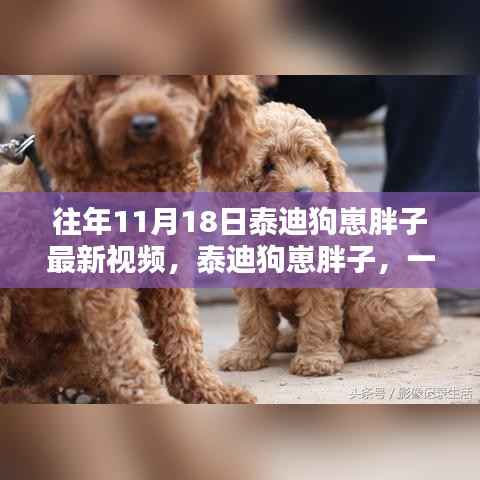 泰迪狗崽胖子,一段视频引发的热潮与影响回顾——最新往年11月18日视频揭秘