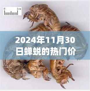 2024年11月30日蝉蜕热门价格洞察与观点分享