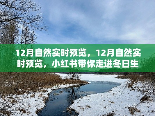 小红书带你走进冬日生态之美,揭秘十二月自然实时预览的奥秘