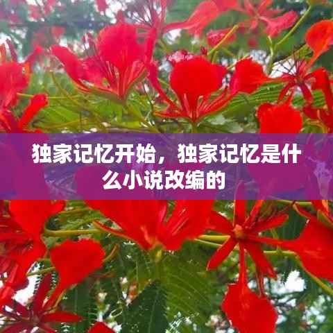 独家记忆开始,独家记忆是什么小说改编的