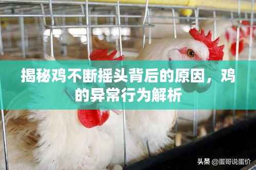 揭秘鸡不断摇头背后的原因,鸡的异常行为解析