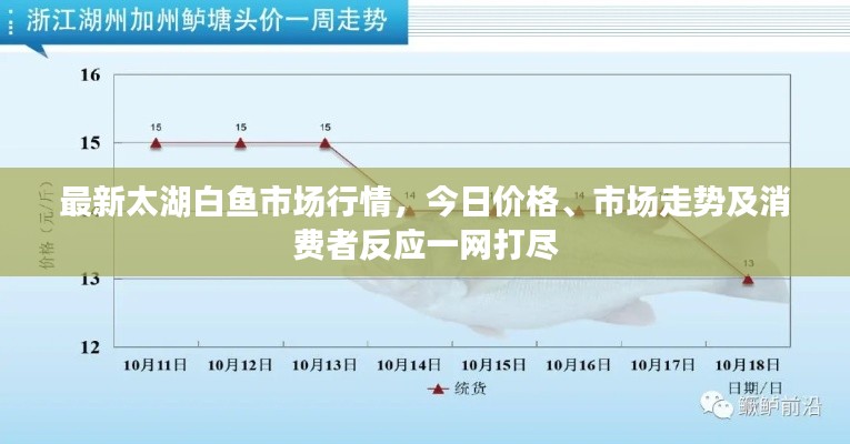 最新太湖白鱼市场行情,今日价格、市场走势及消费者反应一网打尽