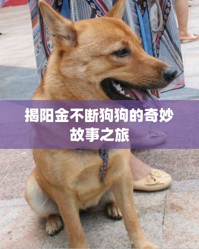 揭阳金不断狗狗的奇妙故事之旅