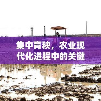 集中育秧,农业现代化进程中的关键举措