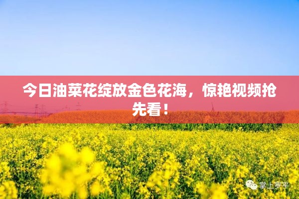 今日油菜花绽放金色花海,惊艳视频抢先看!