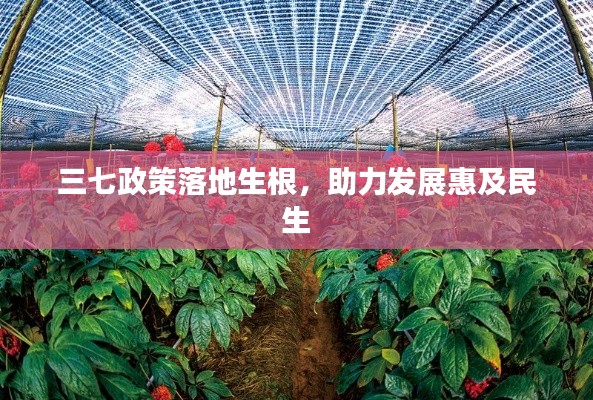 三七政策落地生根,助力发展惠及民生